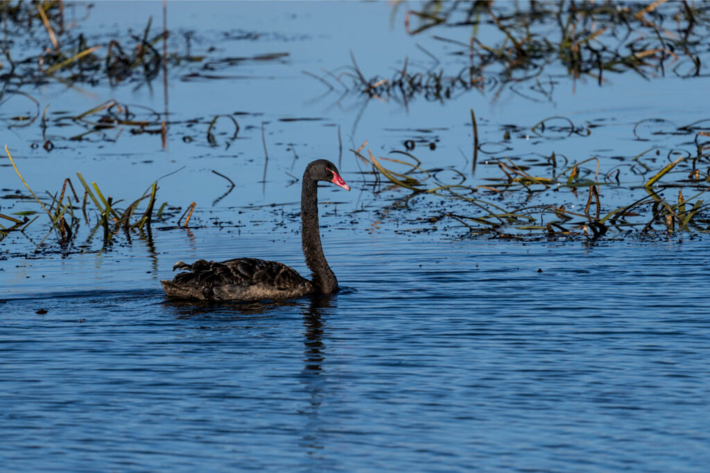 Black Swan 📷 Alastair Bett