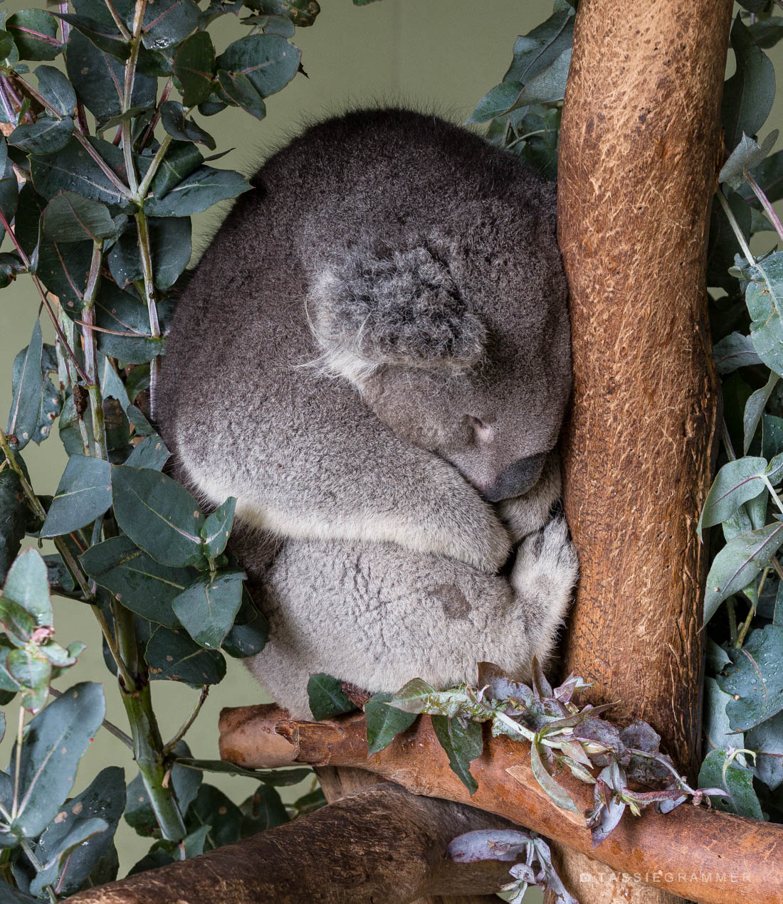 KoalaSleeping1