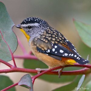 Forty-spotted pardalote