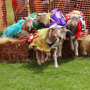 Kempton Festival Sheep Race