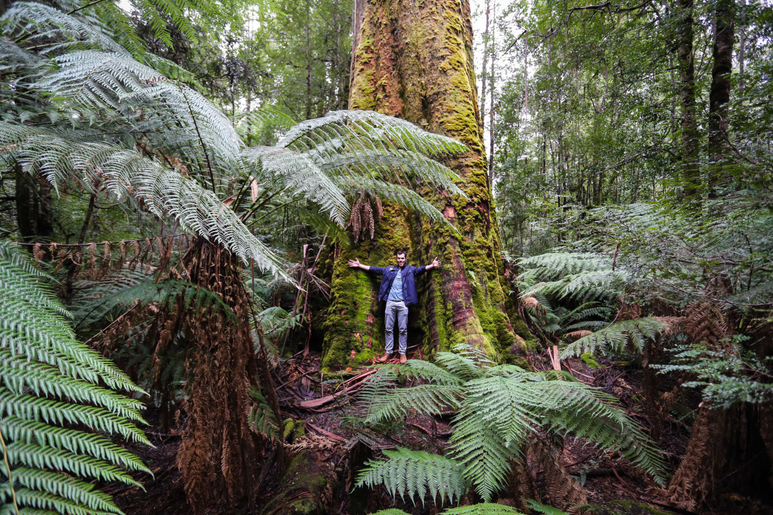 Styx Big Tree Reserve. Image Credit: Tourism Australia & Graham Freeman