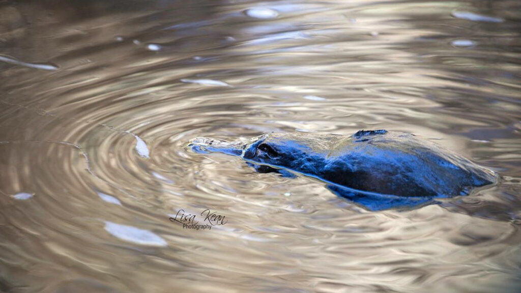 Geeveston Platypus. Image Credit: @lisak_pics