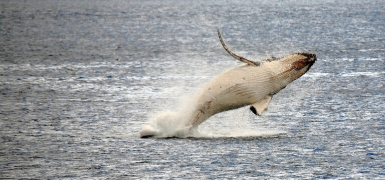 Humpback Whale calf. Image Credit: Tourism Tasmania & bodhiimages