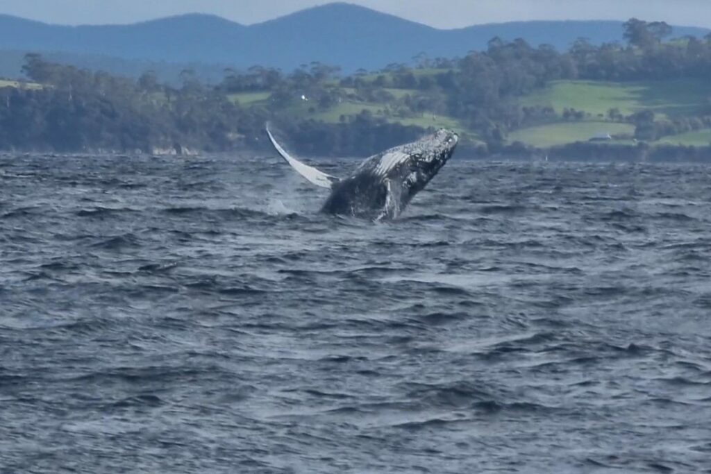 Whale Watching. Image Credit: @pennicottjourneys