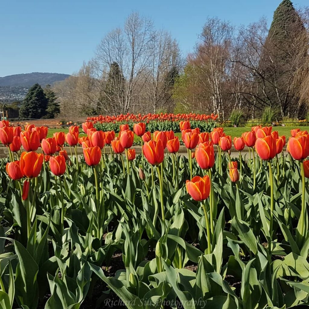 Royal Tasmanian Botanical Gardens. Image Credit: @richard.siu.89