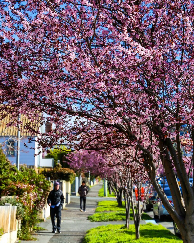Spring in West Hobart. Image Credit: @wanderingwithcam